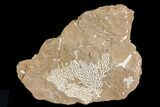 Ordovician Bryozoans (Chasmatopora) Plate - Estonia #73462-1